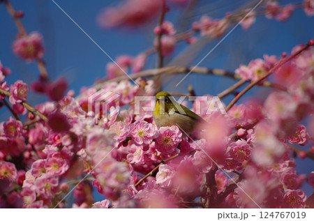 「春を告げるメジロと満開の梅」 「春を告げるメジロと満開の梅」 124767019