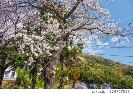桜が咲く風景　鶴巻の春景色 124767038