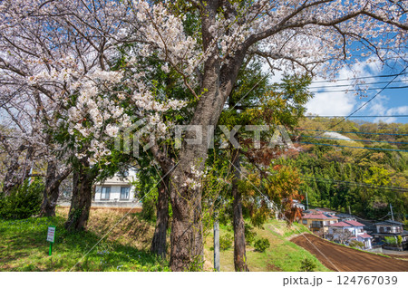 桜が咲く風景　鶴巻の春景色 124767039