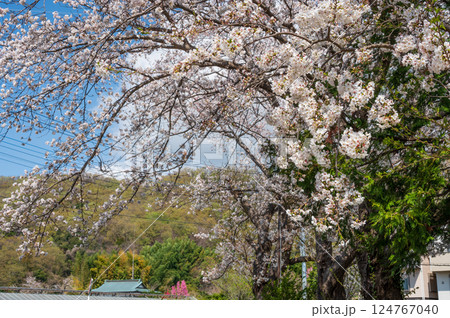 桜が咲く風景 鶴巻の春景色 桜が咲く風景 鶴巻の春景色 124767040