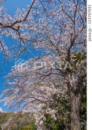 桜が咲く風景 鶴巻の春景色 桜が咲く風景 鶴巻の春景色 124767041
