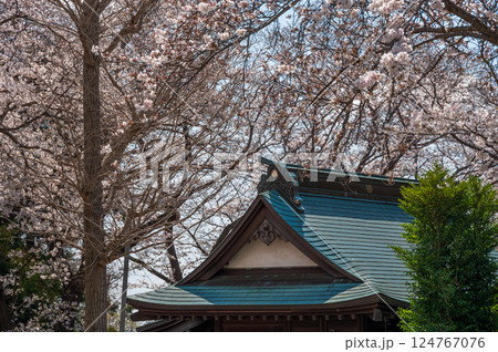 桜が咲く石座神社の風景　鶴巻温泉 124767076