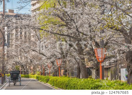 京都市 桜の高瀬川と五条周辺の街並み 京都市 桜の高瀬川と五条周辺の街並み 124767085