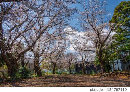 桜が咲く石座神社境内の風景 桜が咲く石座神社境内の風景 124767119