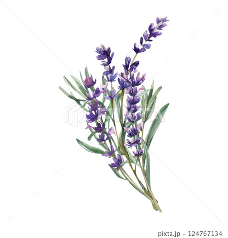 Lavender flowers bouquet watercolor illustration. Hand drawn floral isolated clipart with field wild blooming element,violet petal painting for aroma oil,cosmetics,provence design 124767134