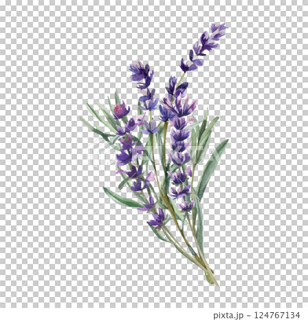 Lavender flowers bouquet watercolor illustration. Hand drawn floral isolated clipart with field wild blooming element,violet petal painting for aroma oil,cosmetics,provence design 124767134