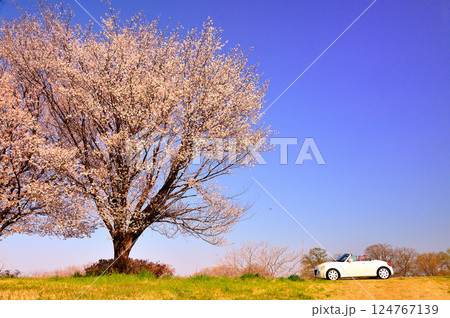 青空に映える満開の桜 青空に映える満開の桜 124767139