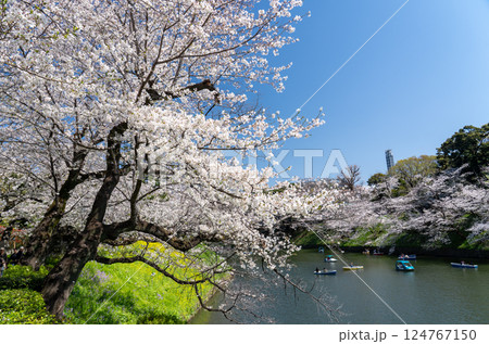千鳥ヶ淵の満開の桜に癒されて 千鳥ヶ淵の満開の桜に癒されて 124767150