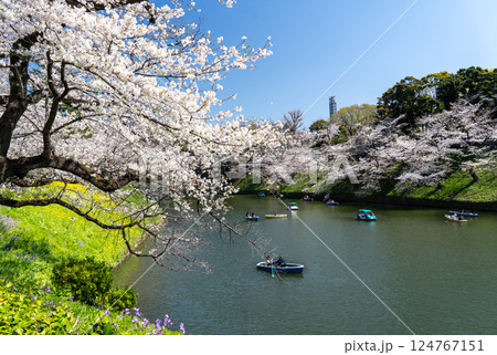 千鳥ヶ淵の満開の桜に癒されて 124767151