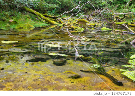 戦場ヶ原 泉門池(栃木県日光市) 戦場ヶ原 泉門池(栃木県日光市) 124767175