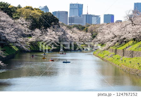 桜満開の千鳥ヶ淵緑道を散策して 124767252