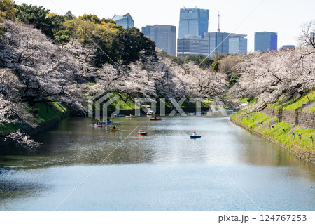 桜満開の千鳥ヶ淵緑道を散策して 124767253