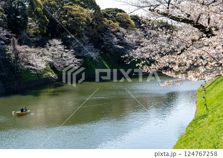 桜満開の千鳥ヶ淵緑道を散策して 桜満開の千鳥ヶ淵緑道を散策して 124767258