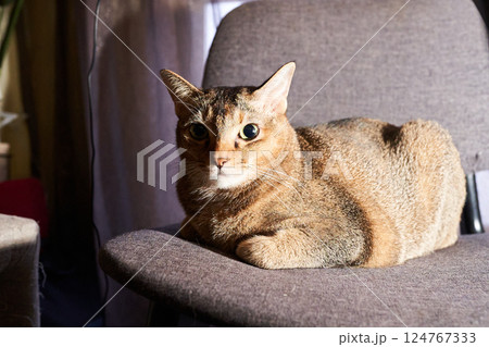 domestic cat relaxing at home domestic cat relaxing at home 124767333