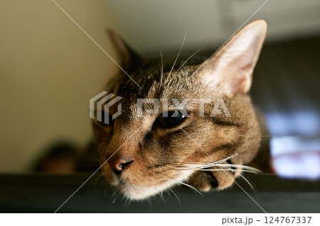 domestic cat relaxing at home domestic cat relaxing at home 124767337