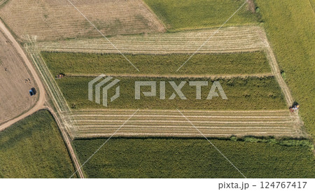 Aerial view of combine harvester cut crops in corn field. The combine harvester cuts the crop at its base. 124767417