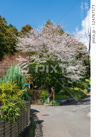 桜が出迎える石座神社の入り口 鶴巻温泉 桜が出迎える石座神社の入り口 鶴巻温泉 124767573
