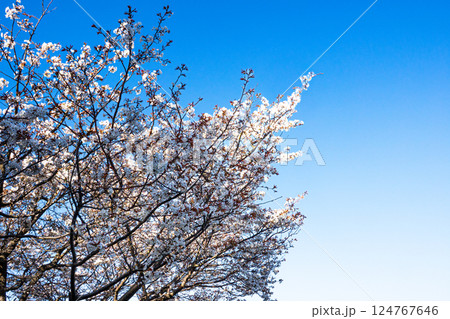 青空と桜の花とコピースペース 124767646