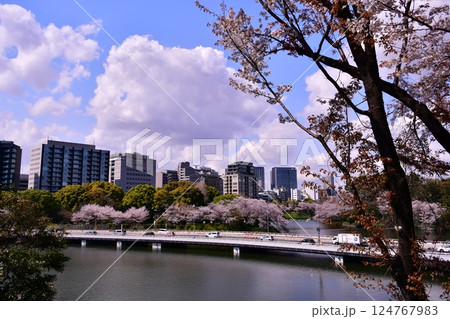桜　お濠　 124767983