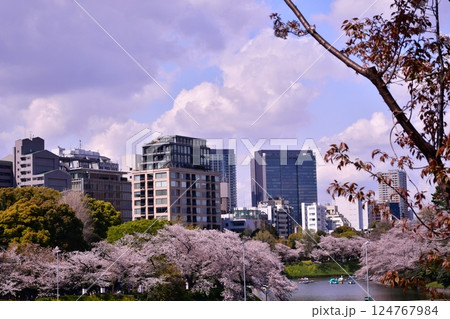 桜　お濠　 124767984