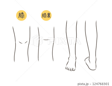 膝と膝から下の脚のパーツイラストセット 膝と膝から下の脚のパーツイラストセット 124768301