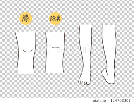 膝と膝から下の脚のパーツイラストセット 膝と膝から下の脚のパーツイラストセット 124768301