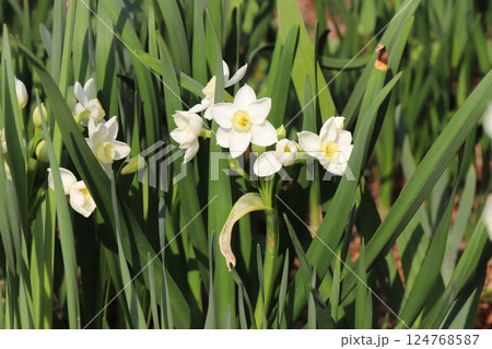 春の庭に咲く白いフサザキスイセンの花 春の庭に咲く白いフサザキスイセンの花 124768587