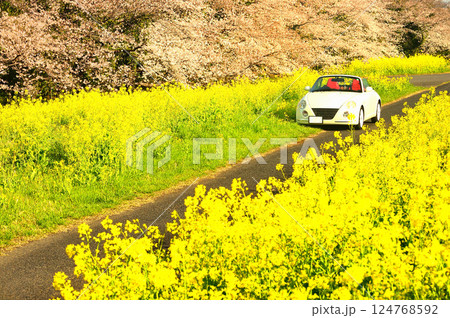 満開の桜と菜の花の中を走る車 124768592