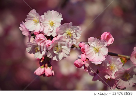 Blossom tree. Nature background. Sunny day. Spring flowers. Beautiful Orchard. Abstract blurred background. Springtime. Blossom tree. Nature background. Sunny day. Spring flowers. Beautiful Orchard. Abstract blurred background. Springtime. 124768659