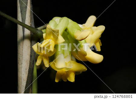 黄色いノササゲの花アップ(自然光+ストロボマクロ接写) 黄色いノササゲの花アップ(自然光+ストロボマクロ接写) 124768801