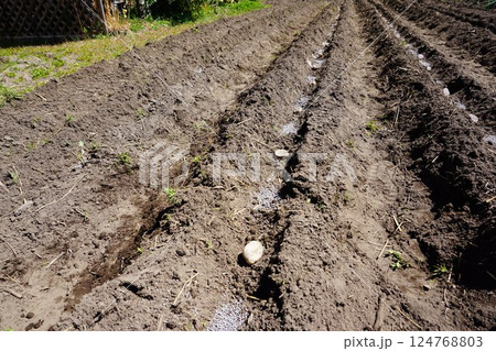 ジャガイモの植え付け作業 124768803
