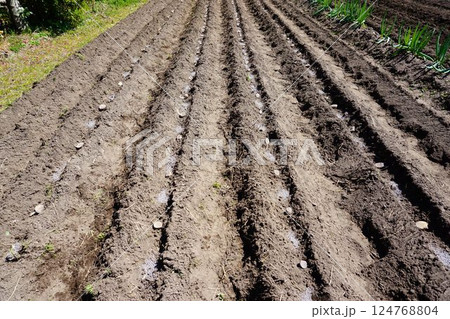 家庭菜園のジャガイモの植え付け作業 124768804