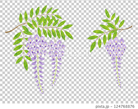 Wisteria flowers Wisteria flowers 124768876