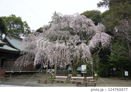 吉田神社 しだれ桜 吉田神社 しだれ桜 124768877