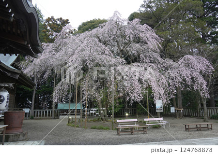 吉田神社 しだれ桜 吉田神社 しだれ桜 124768878
