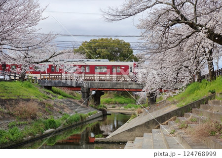 【高田千本桜 / 奈良県大和高田市】 【高田千本桜 / 奈良県大和高田市】 124768999