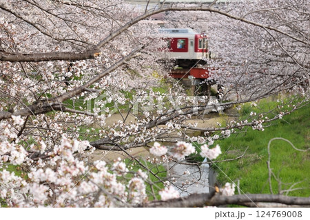 【高田千本桜 / 奈良県大和高田市】 【高田千本桜 / 奈良県大和高田市】 124769008