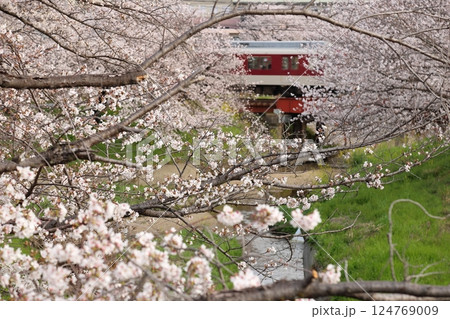 【高田千本桜 ／ 奈良県大和高田市】 124769009