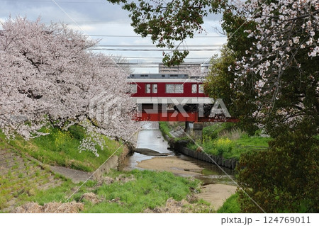 【高田千本桜 ／ 奈良県大和高田市】 124769011