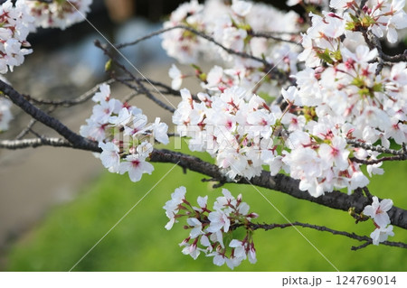 【高田千本桜 ／ 奈良県大和高田市】 124769014