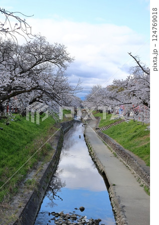 【高田千本桜 ／ 奈良県大和高田市】 124769018