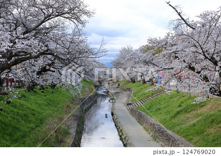 【高田千本桜 ／ 奈良県大和高田市】 124769020