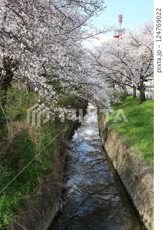 【高田千本桜 ／ 奈良県大和高田市】 124769022