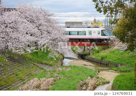 【高田千本桜 / 奈良県大和高田市】 【高田千本桜 / 奈良県大和高田市】 124769031