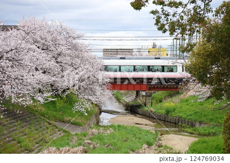 【高田千本桜 / 奈良県大和高田市】 【高田千本桜 / 奈良県大和高田市】 124769034