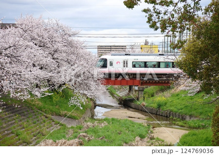 【高田千本桜 / 奈良県大和高田市】 【高田千本桜 / 奈良県大和高田市】 124769036