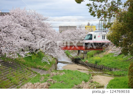 【高田千本桜 / 奈良県大和高田市】 【高田千本桜 / 奈良県大和高田市】 124769038