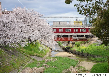 【高田千本桜 ／ 奈良県大和高田市】 124769041