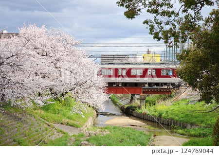 【高田千本桜 / 奈良県大和高田市】 【高田千本桜 / 奈良県大和高田市】 124769044