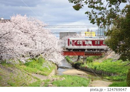 【高田千本桜 / 奈良県大和高田市】 【高田千本桜 / 奈良県大和高田市】 124769047